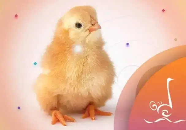 آریا منتخب